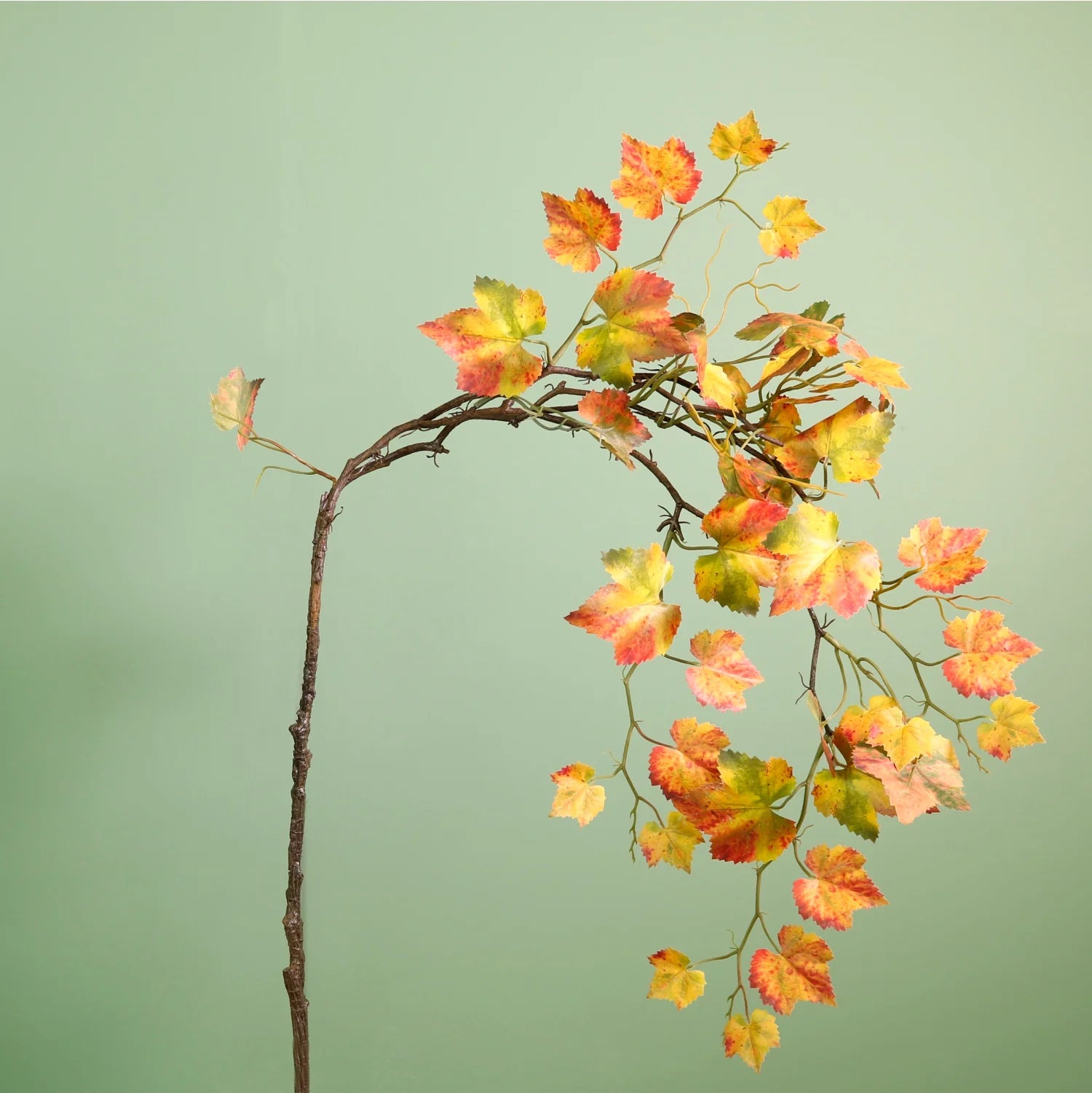 Cascading Birch Branch