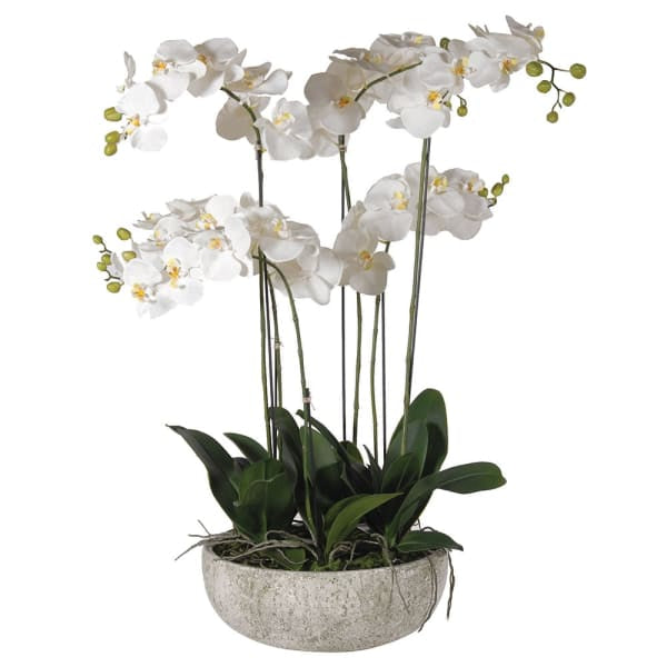 Large White Orchid Plants in Stone Bowl