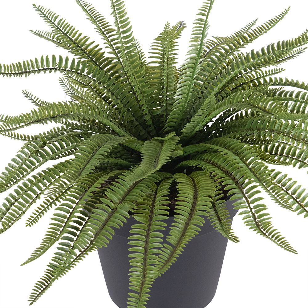 Green Potted Fern Plant