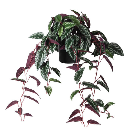 Burgundy Hanging Cissus Discolor Begonia in Plastic Pot