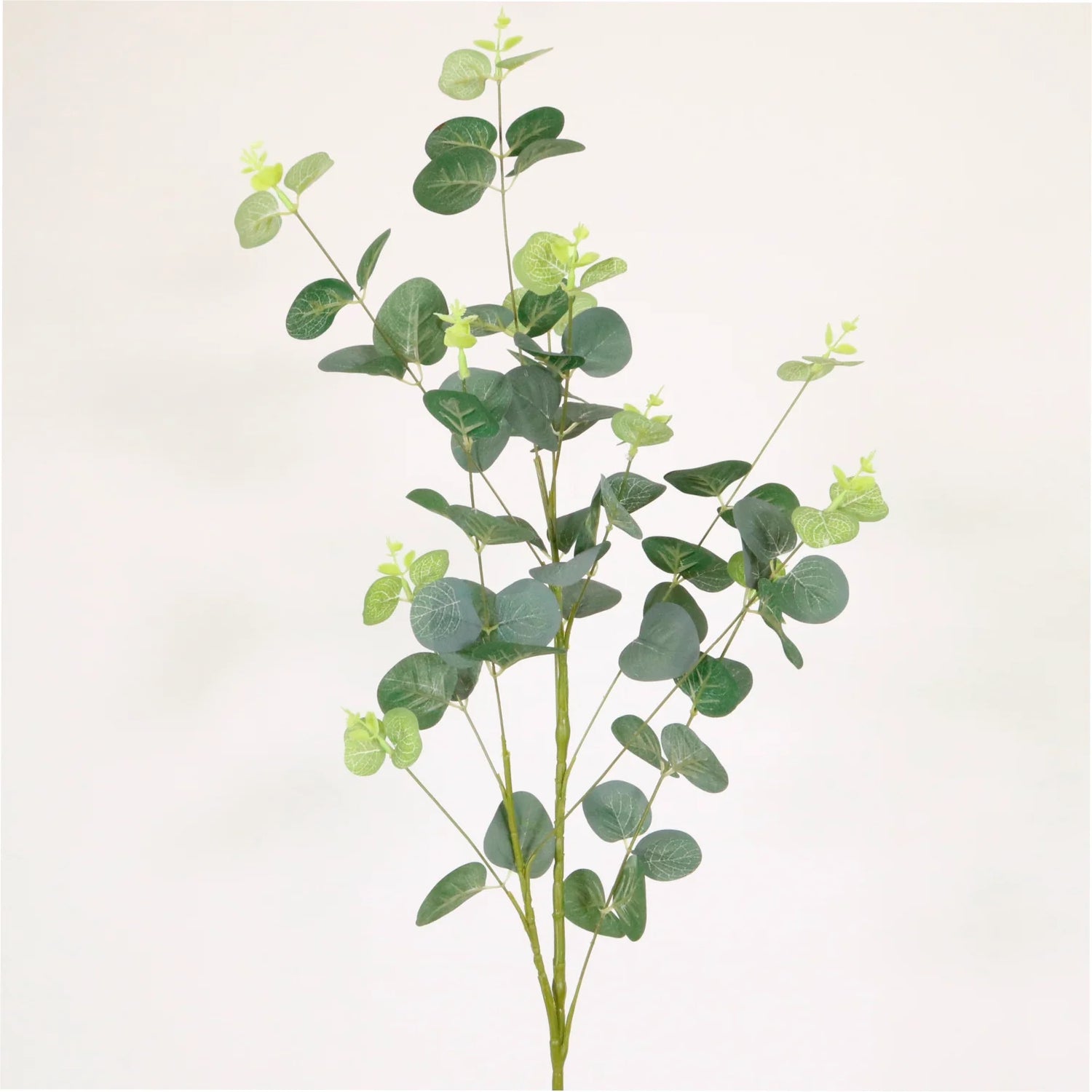 Eucalyptus Spray - Green