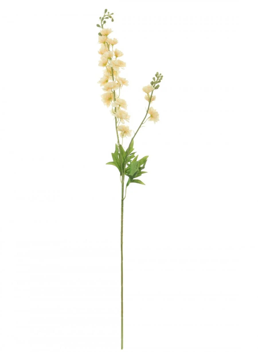Delphinium - Apricot