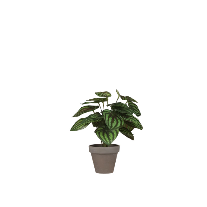 Peperomia Artificial Plant in Plant Pot