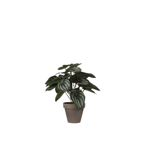 Peperomia Artificial Plant in Plant Pot