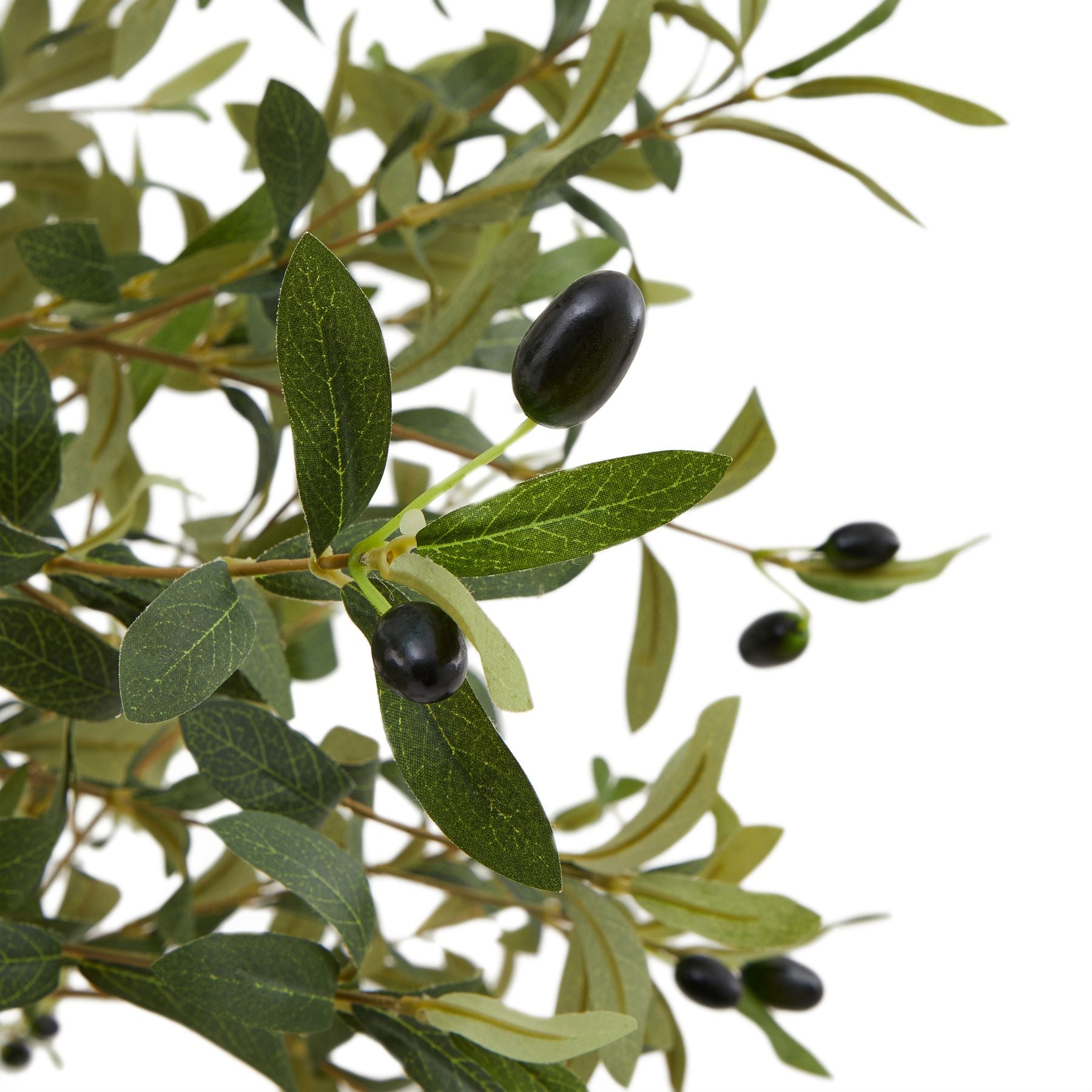 Olive Tree In Pot - Small