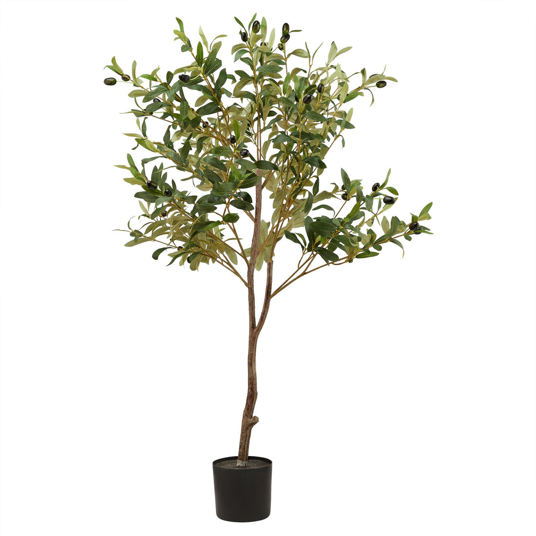 Olive Tree In Pot - Small