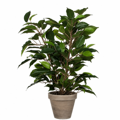 Artificial Ficus Plant in Pot - H40 x ø30 cm