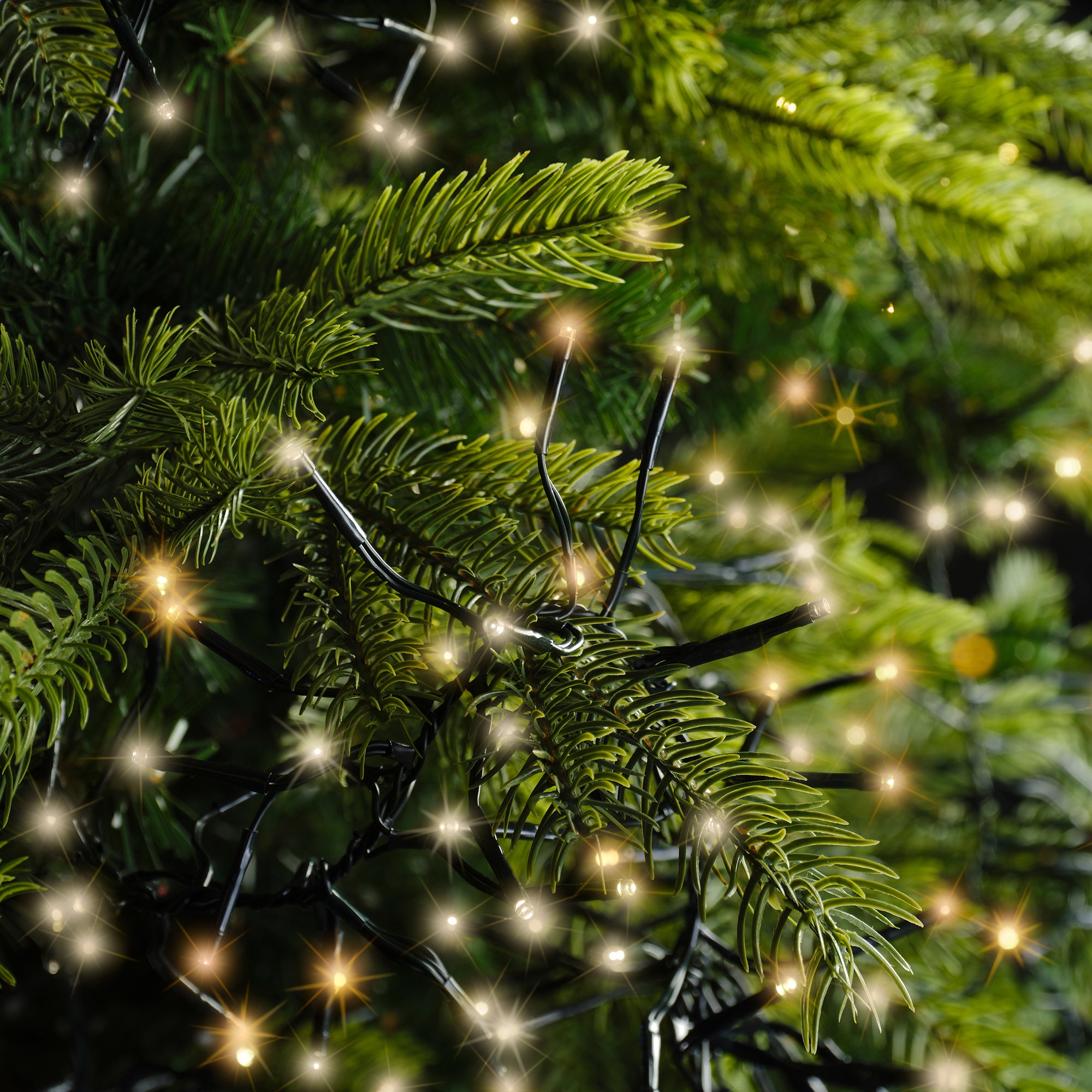 LED Cluster Lights - Warm White/Classic Warm - Plug In