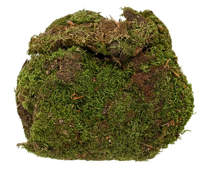 Dried Moss