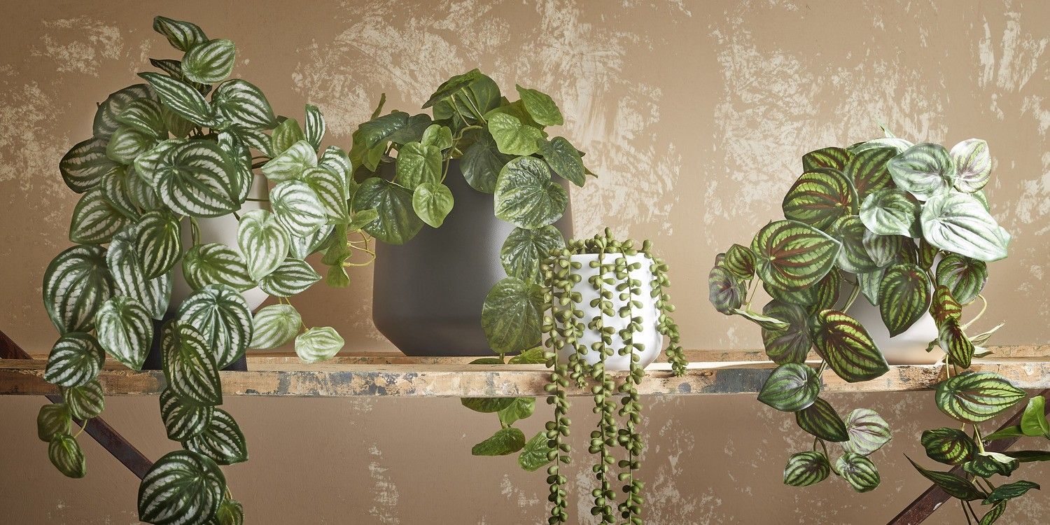 Artificial Watermelon Peperomia Hanging Bush - L65 cm