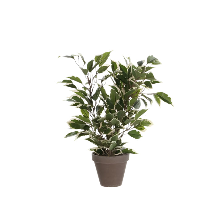 Ficus Natasja Artificial Plant in Plant Pot