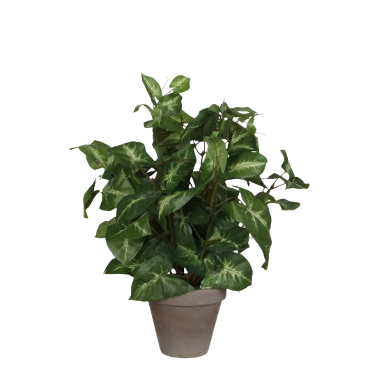 Syngonium Artificial Plant in Plant Pot