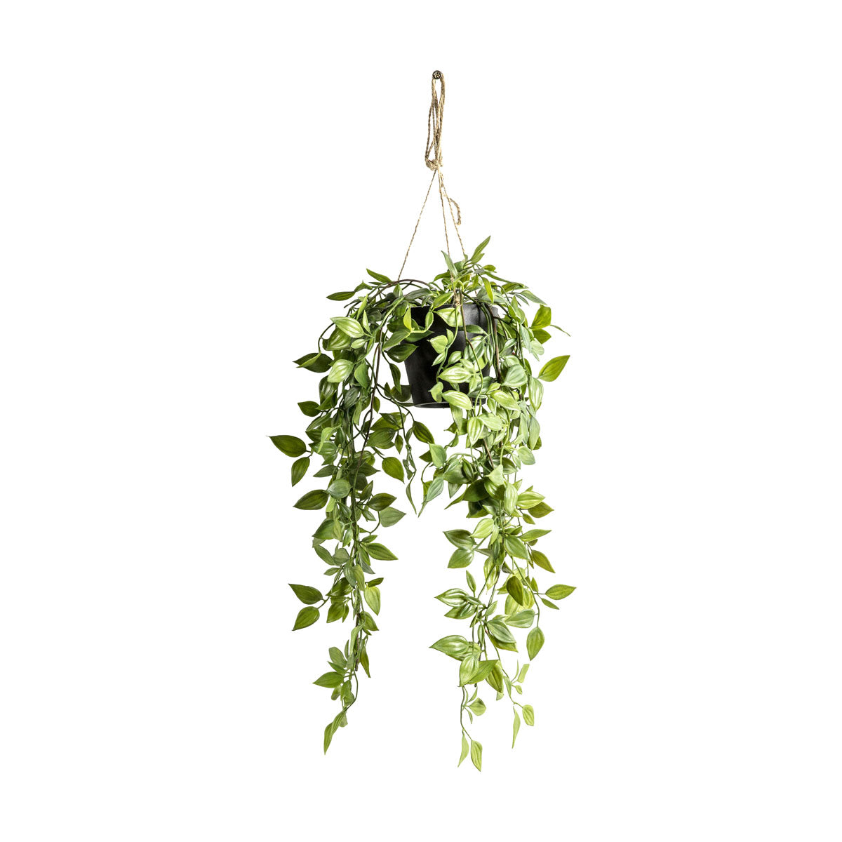 Hanging Scindapsus