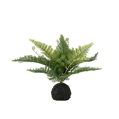 Lady Fern in Soil Green