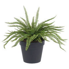 Green Potted Fern Plant