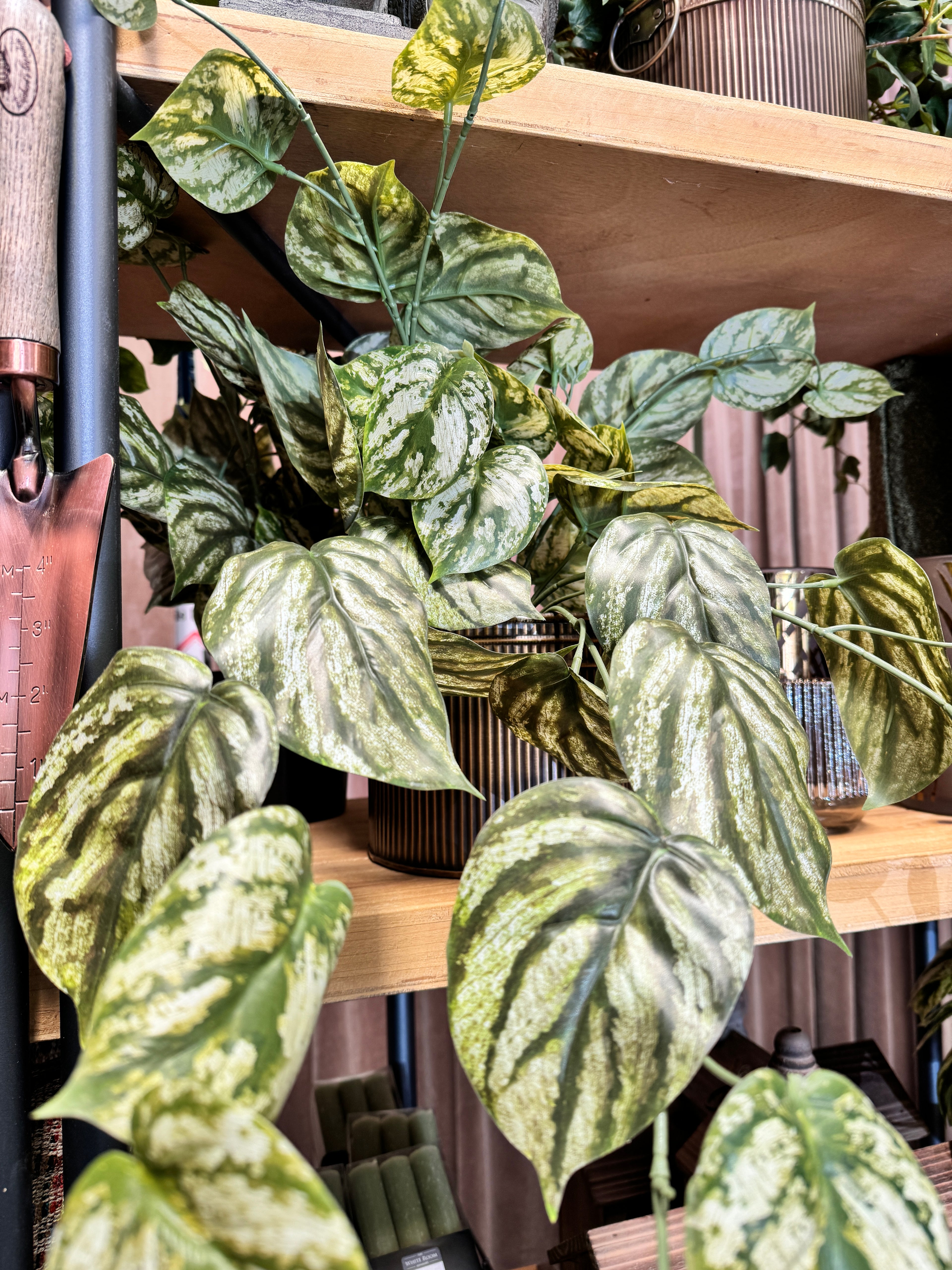 Variegated Peperomia Hanging Potted Plant