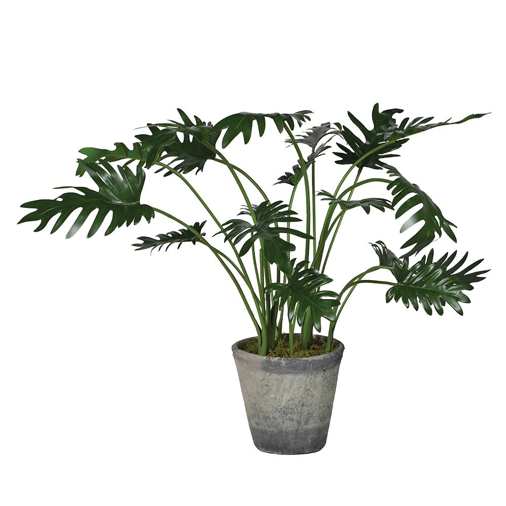 Monstera Plant In Pot