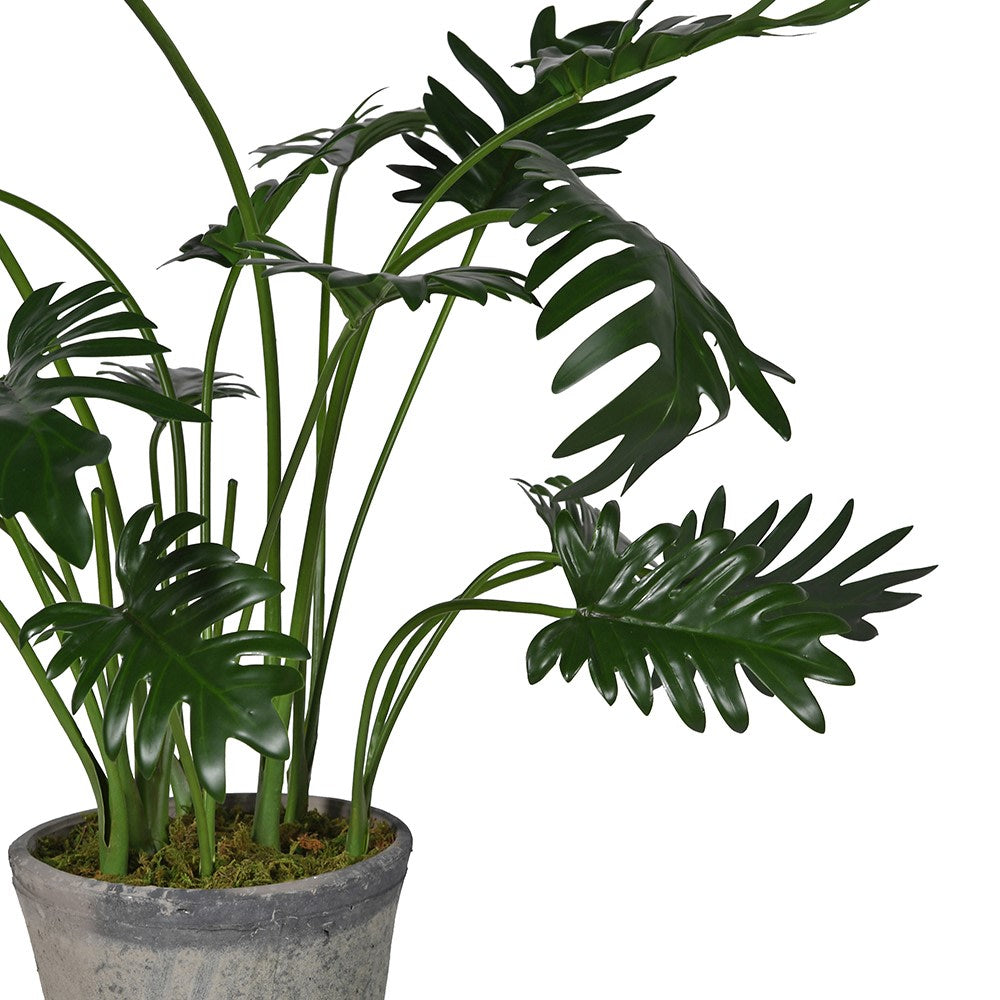 Monstera Plant In Pot