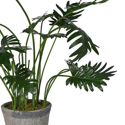 Monstera Plant In Pot