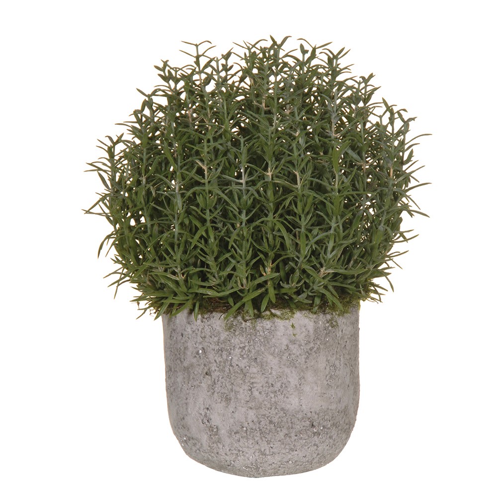 Rosemary Bush Ball in Grey Cement Pot