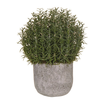 Rosemary Bush Ball in Grey Cement Pot