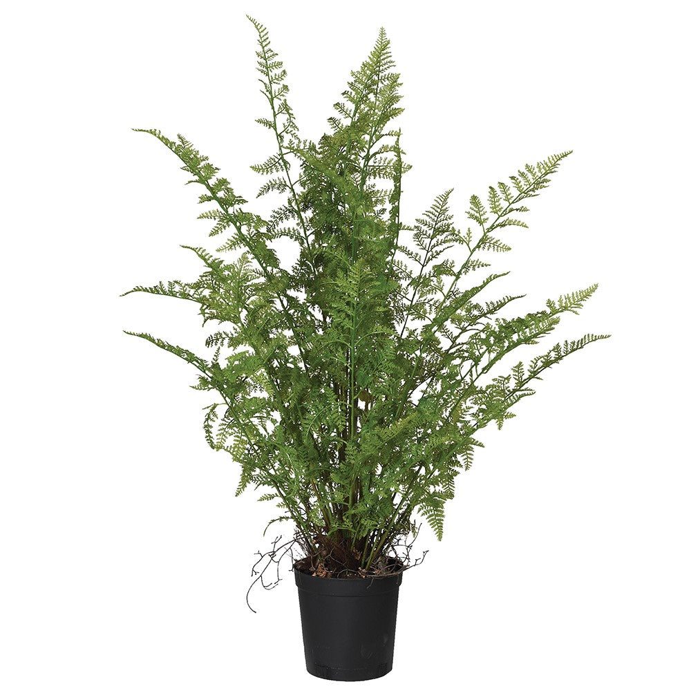 Agoda Green Fern Plant