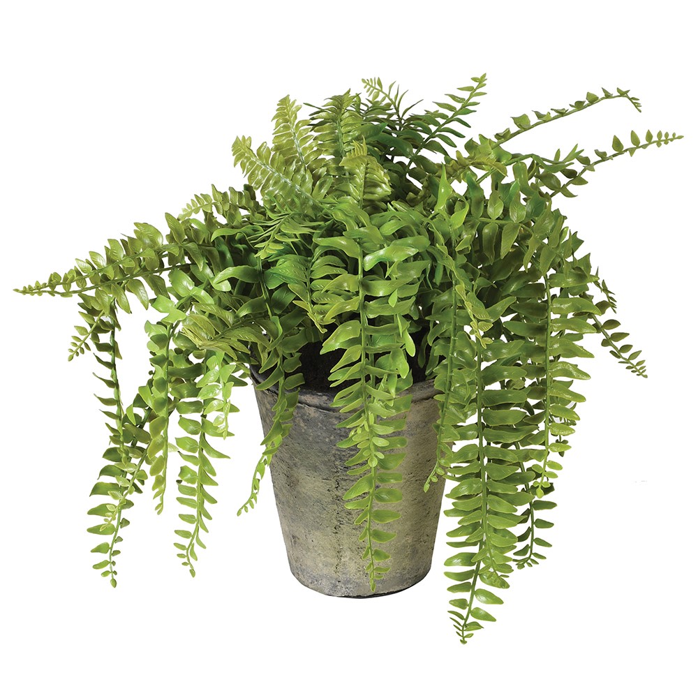 Fern Plant in Pot