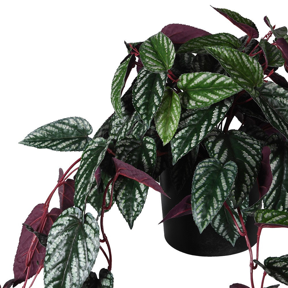 Burgundy Hanging Cissus Discolor Begonia in Plastic Pot