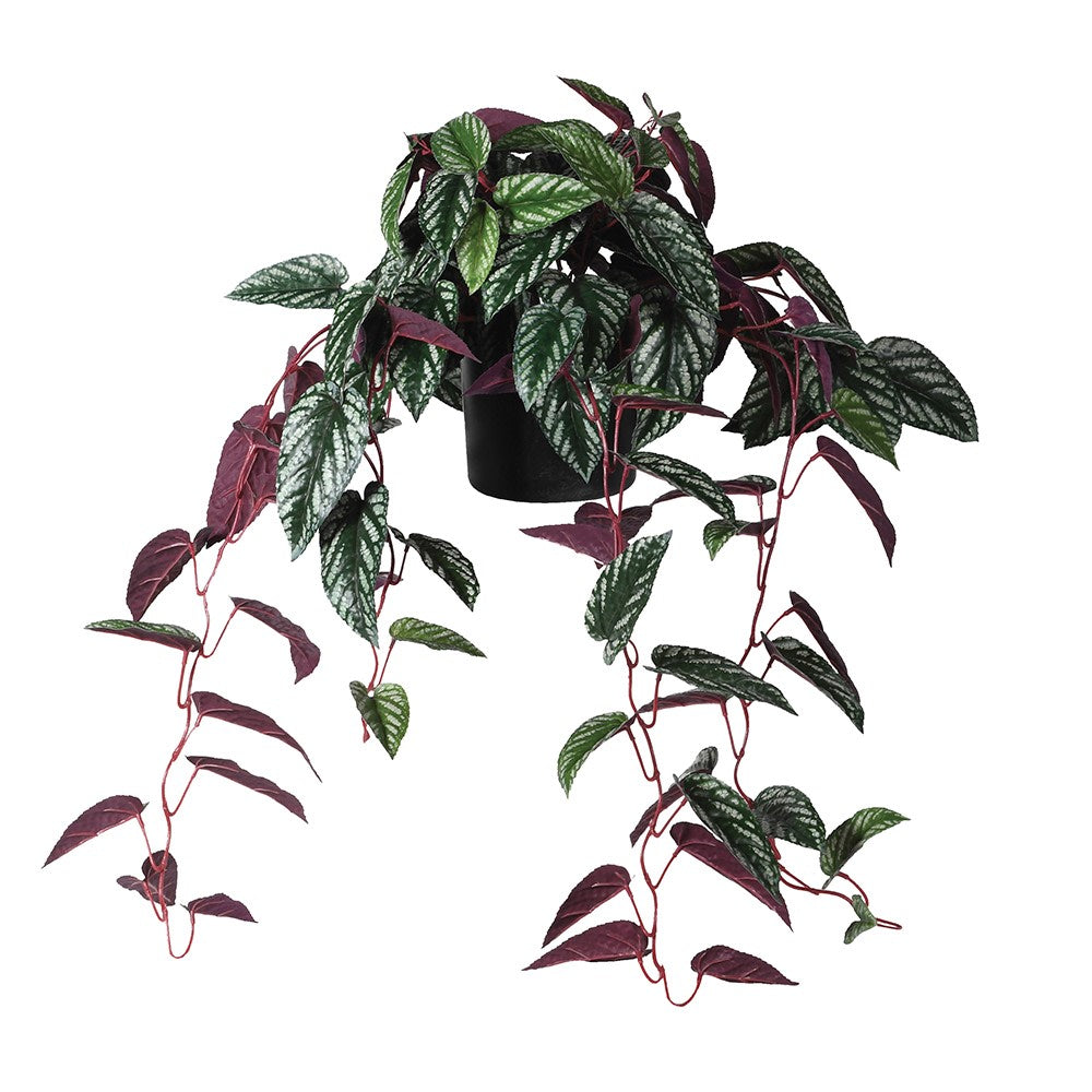 Burgundy Hanging Cissus Discolor Begonia in Plastic Pot