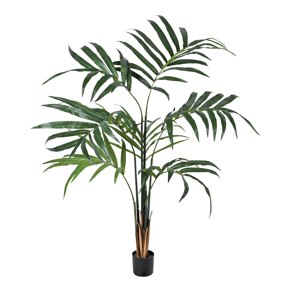 Green Kentia Palm In Pot