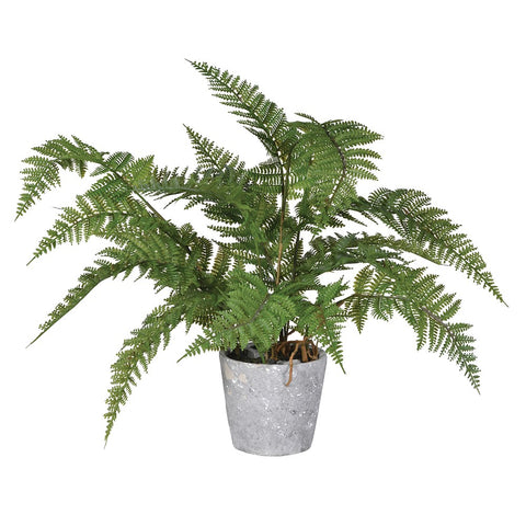 Green Fern Plant in Cement Pot