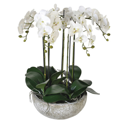 Large White Orchid Plants in Stone Bowl