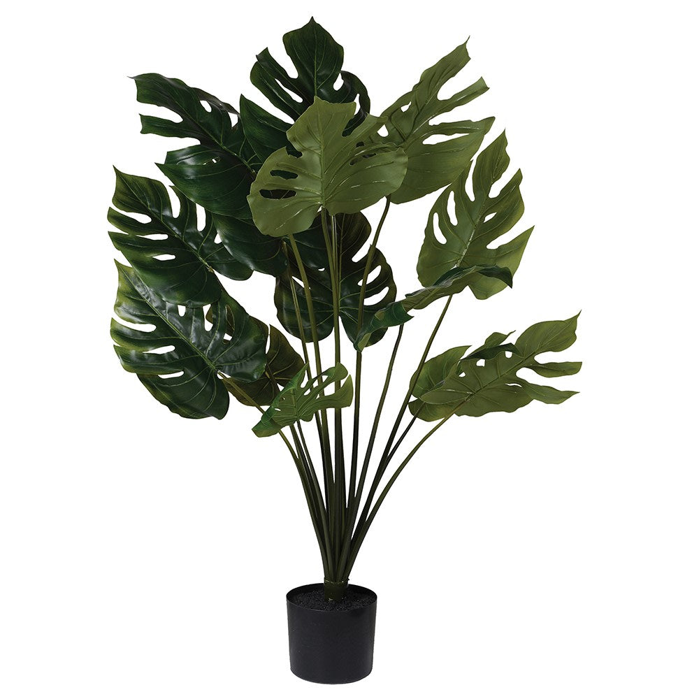 Green Monstera in Black Pot