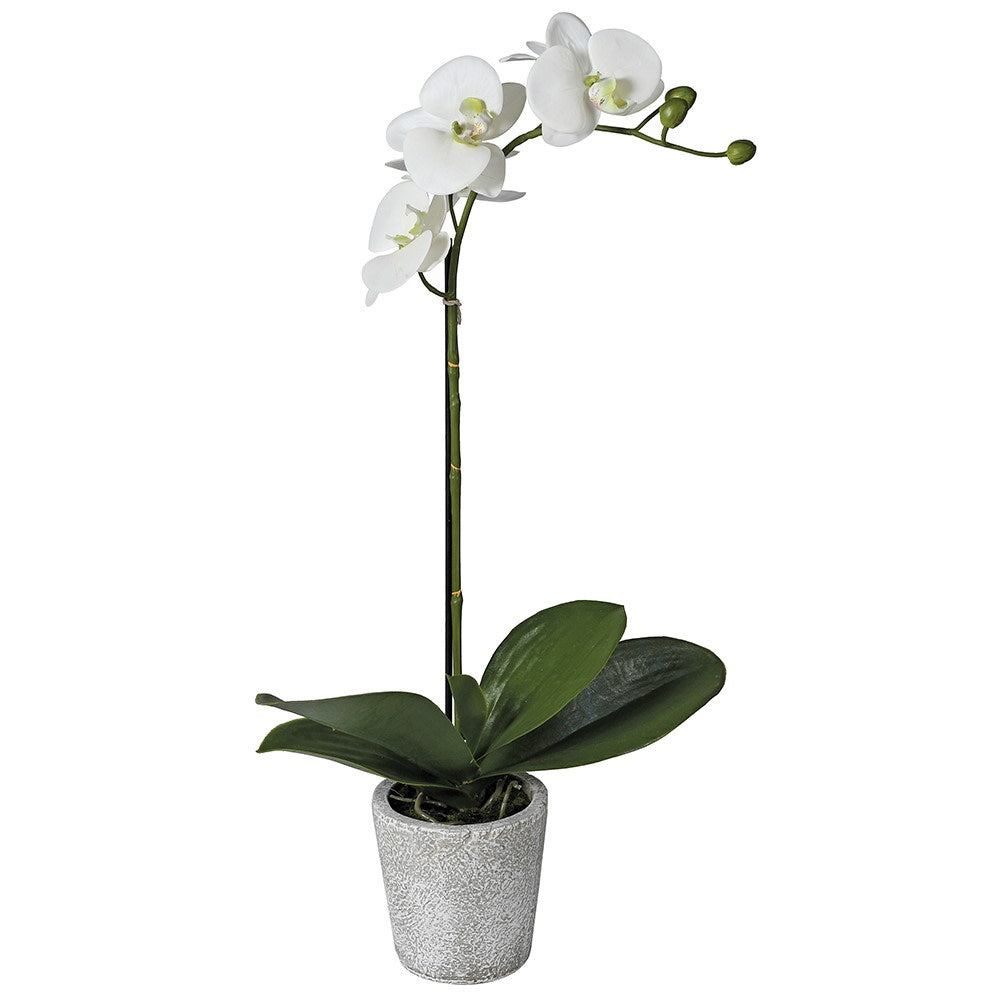 White Orchid in Pot