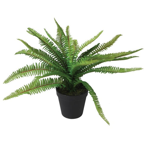 Fern Plant