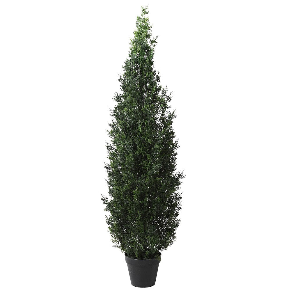 Outdoor Cedar Tree In Black Pot