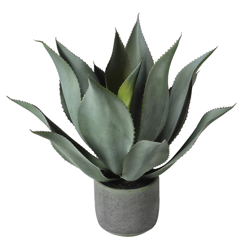 Green Aloe Vera Plant in Clay Pot