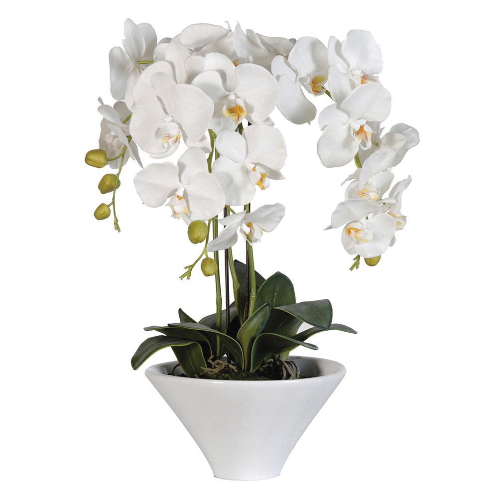 White Orchid in White Ceramic Pot