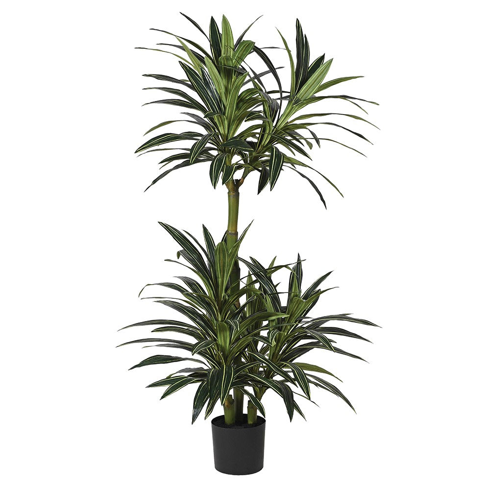 Multi Stem Dracaena in Black Plastic Pot