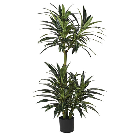 Multi Stem Dracaena in Black Plastic Pot