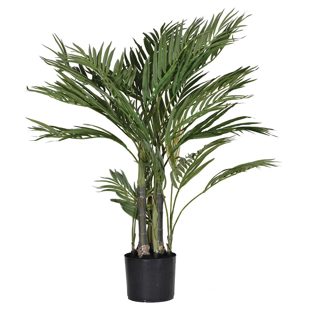 Areca Palm In Pot