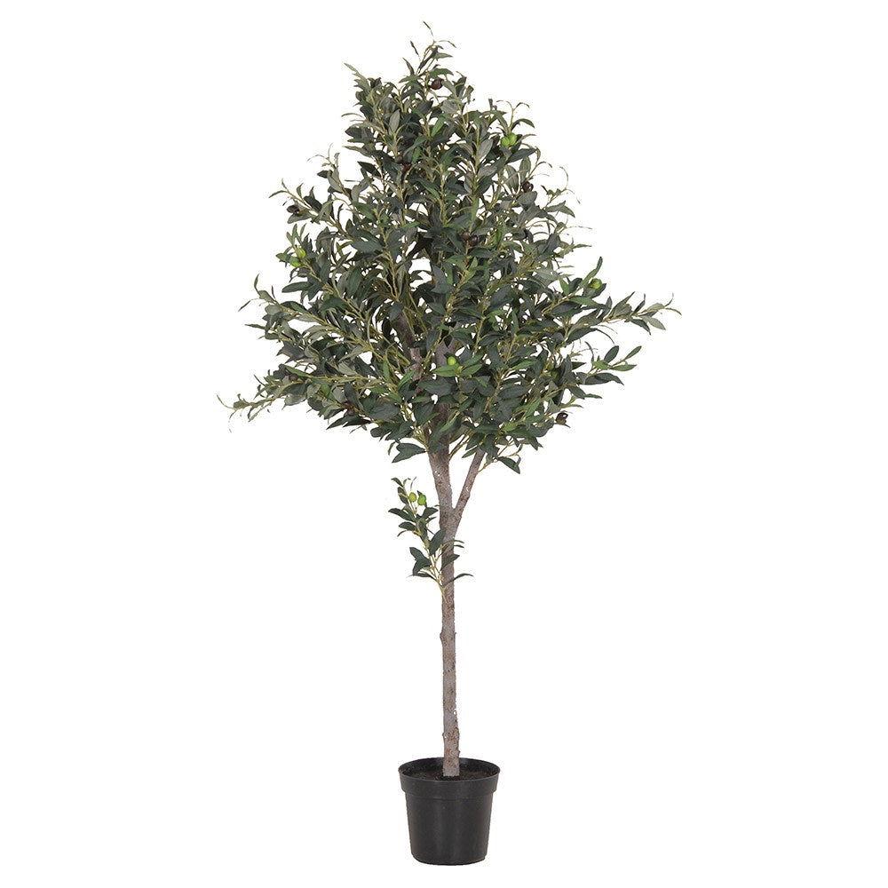 Olive Tree In Pot