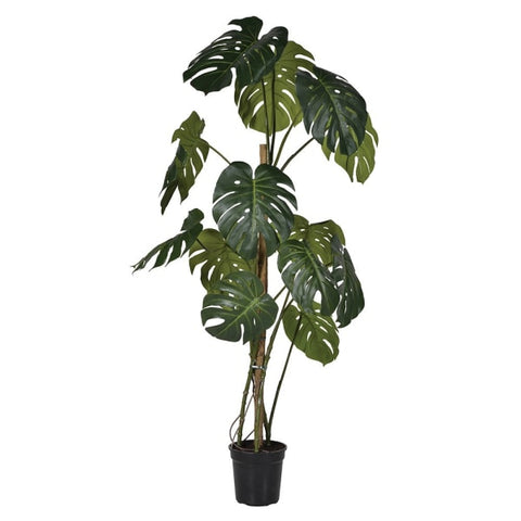 Green Monstera Tree in Black Plastic Pot